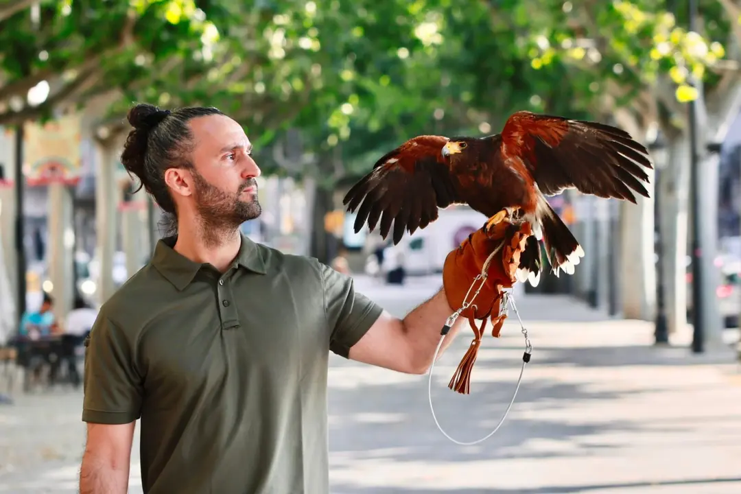 La Sif, una àliga Harris de nou anys, a punt de fer un vol de prova a la rambla de Ferran de Lleida