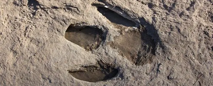 Un petjada de dinosaure a Pallars Jussà
