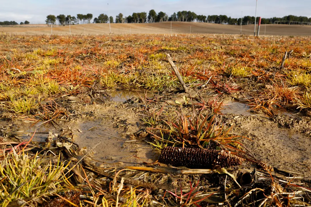 Imatge d'un camp de cereals negat per l'aigua. Foto. ACN