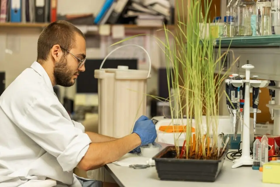 El futur Centre d&rsquo;Edici&oacute; Gen&ograve;mica de Cereals s&rsquo;ubicar&agrave; a les instal&middot;lacions de la Universitat de Lleida