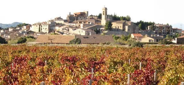Una imatge del Vilosell amb el ceps de les finques del celler Tomàs Cusiné.