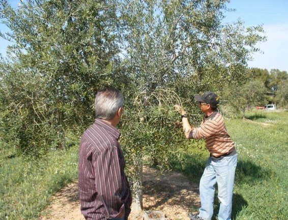 Esporga d'una olivera al Soleràs