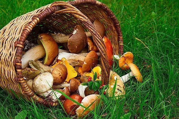 mushrooms in willow basket on soft green grass