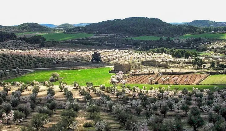 Paisatges en la proposta turística Paisatges de l'Oli a les Garrigues