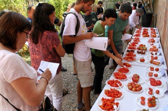 Els participants van tastar i puntuar les 22 varietats de tomàquet conreades ok gran