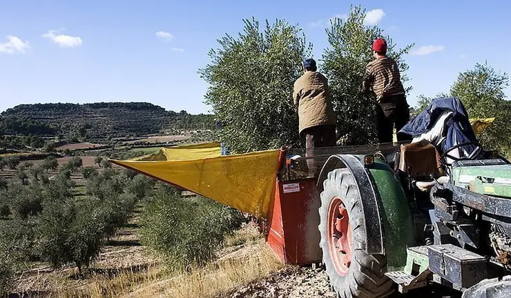 Inici de la campanya de recol·lecció de l'oliva