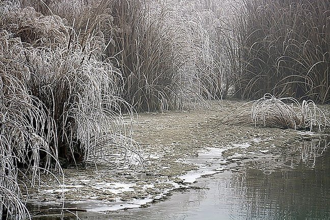 Pla general d'una de les ribes de l'estany d'Ivars i Vila-sana amb part de l'aigua congelada i les plantes cobertes de gebre, el 9 de gener de 2017. (Horitzontal)