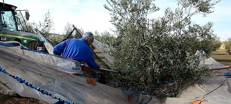 Collita de olives de l'actual campanya