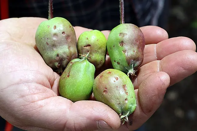 Poma afectada a l'arbre d'una finca de Castellnou de Seana