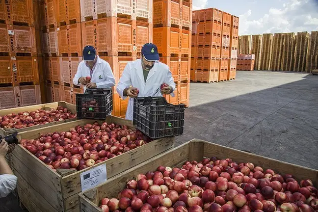 Els tècnics inspecciones la fruita que arriba a la central de NUFRI