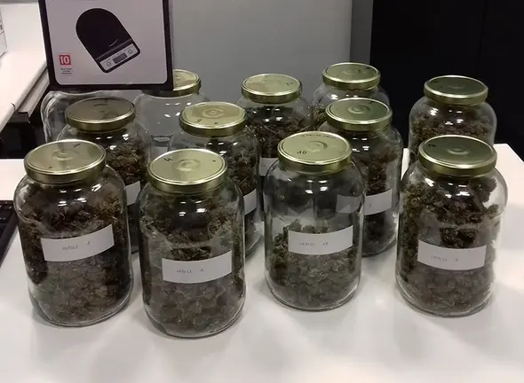 La marihuana comissada aquest divendres per la Policia Local de les Borges