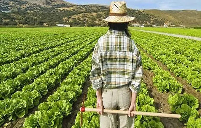 Una finca d'hortalissa, foto The Social Science Post