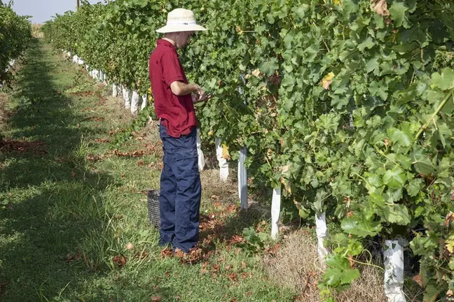 Verema del raïm Sauvignon Blanc en les finques del Castell del Remei