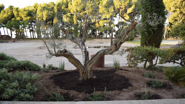 Olivera al Parc de Sant Eloi, plantada per Dones Arrel de Tàrrega