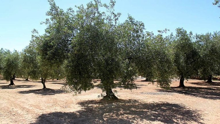 Paisatge d'oliveres en terres lleidatanes ©CCGarrigues