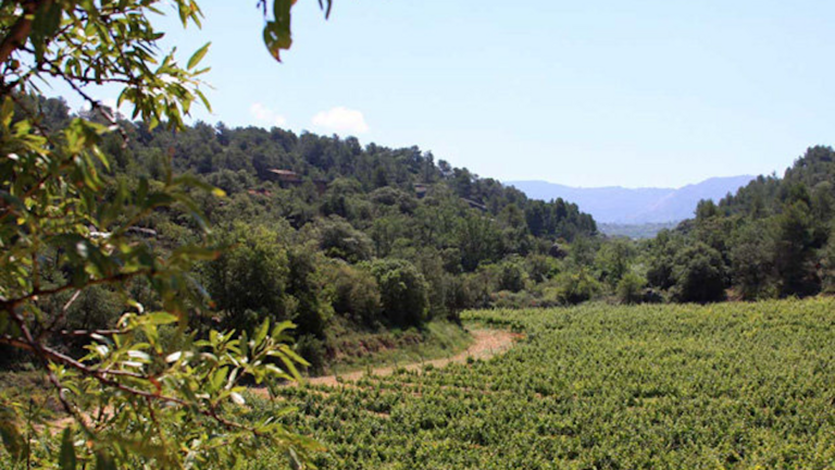 Vinyes de la finca de Mas Blanch i Jové
