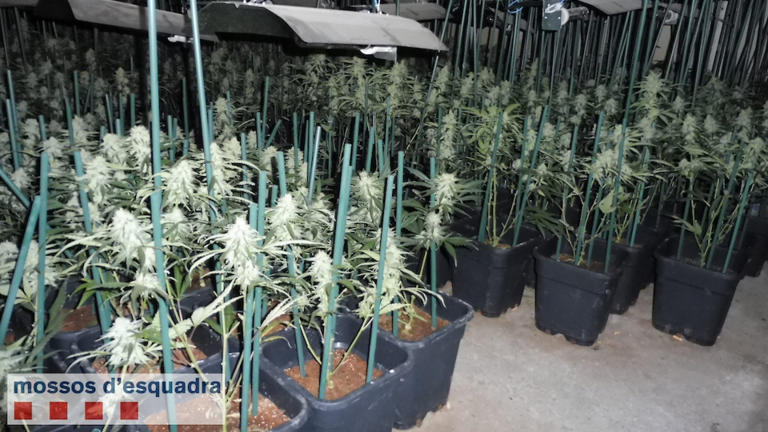 Les plantes de marihuana a la nau industrial de Torà interior