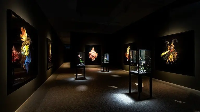 L'exposició 'The End of Innocence', de Mat Collishaw a la Fundació Sorigué