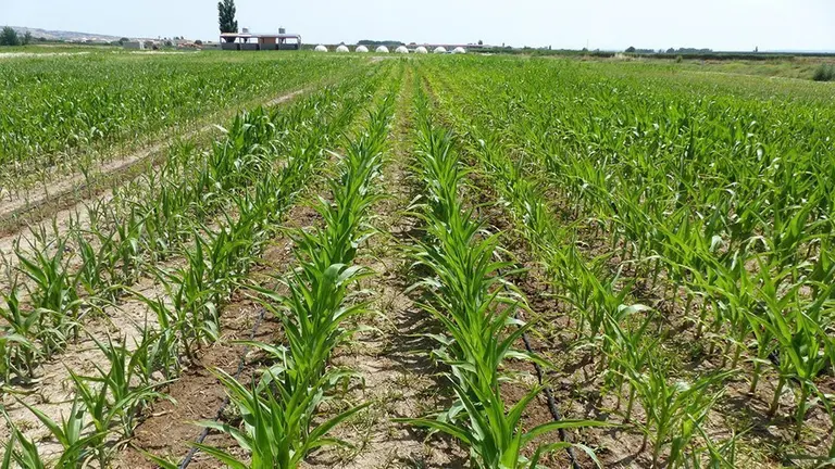 Innovació reg de goteig en un camp de panís de la Cooperativa d'Ivars