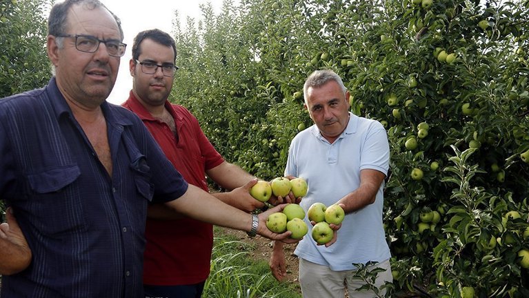 Pagesos de Vila-sana mostren pomes danyades al president d&#39;Asaja, Pere Roqué