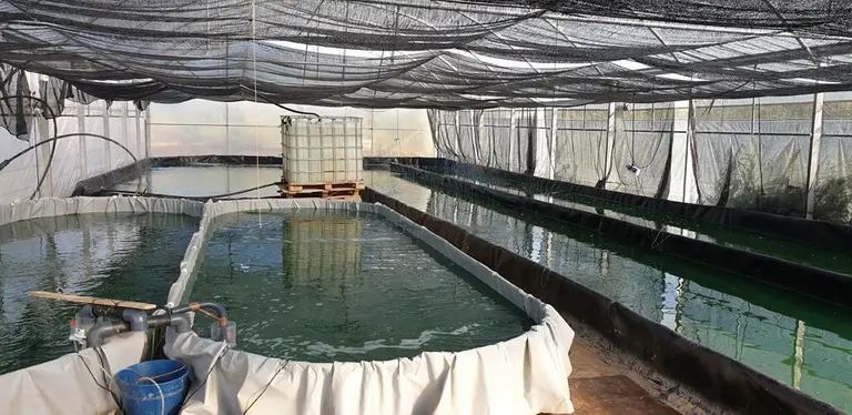 Instal·lacions d'Espirulina-Bio a Almenar