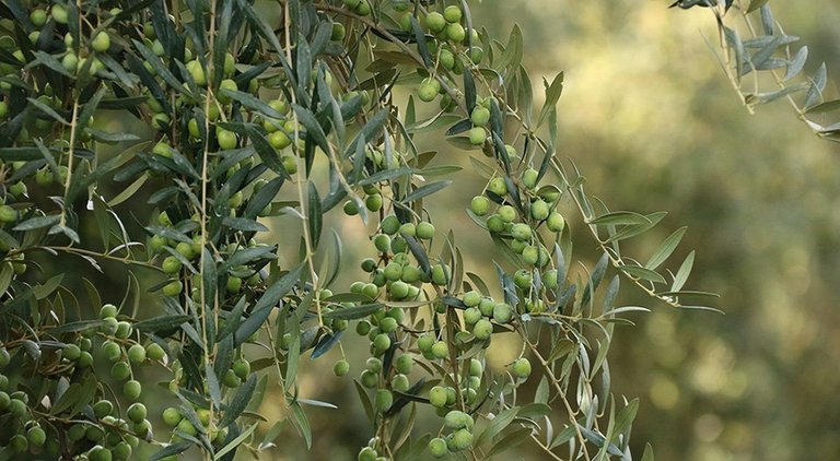 Pla detall d'olives a la branca en una finca de Vinyols i els Arcs (Baix Camp), dins de la zona de producció de la DOP Siurana. Imatge del 26 d'octubre del 2018. (Horitzontal)