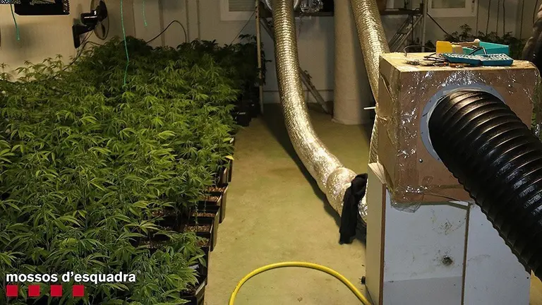 Les plantes de marihuana i del sistema de cultiu que aquest dimarts s'han trobat en una nau a les Borges Blanques