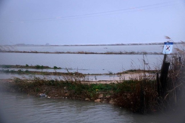 Pla general de camps d'arròs afectats per la inundació marítima del temporal Glòria a la zona de la Marquesa, al delta de l'Ebre. Imatge del 21 de gener de 2020. (horitzontal)