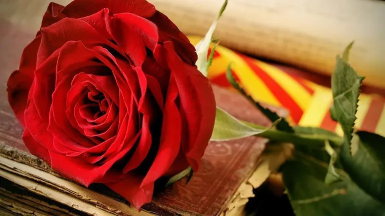 sant jordi ok