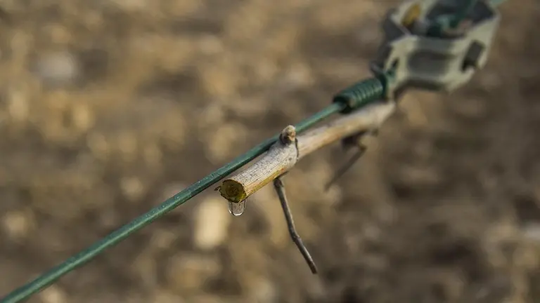 Una gota de saba mostra la vitalitat de la planta