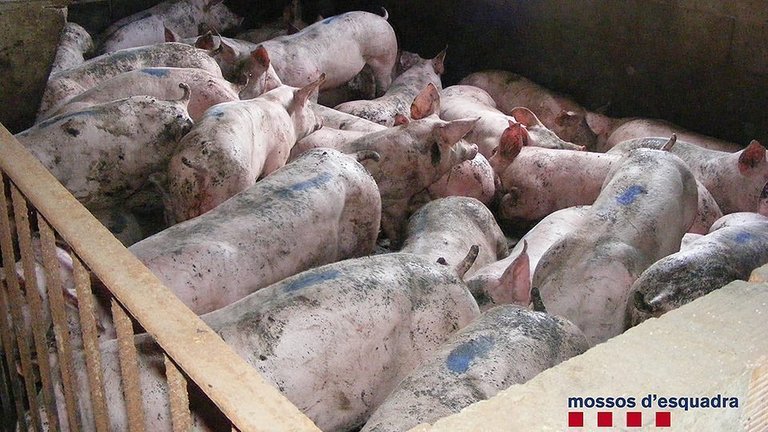 Els Mossos d'Esquadra detenen un home per robar 273 porcs 1