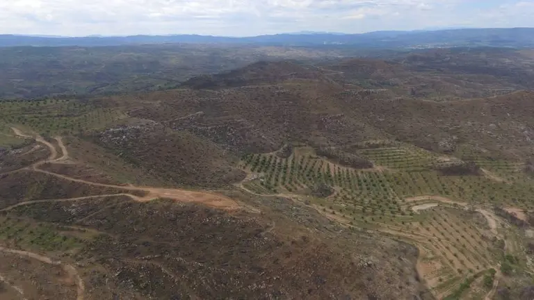 Imatge aèria captada amb dron on es pot veure una zona boscosa afectada per l'incendi de la Ribera d'Ebre a la vall de Bovera, un any després del foc, el 17 de juny de 2020. (Horitzontal) Quim Vallès