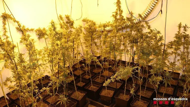 Plantes de marihuana incautades pels Mossos d'Esquadra a Torregrossa