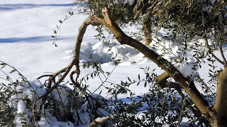 Camp d'oliveres amb arbres amb rames trencades pel pes de la neu, a Vinaixa @ACN