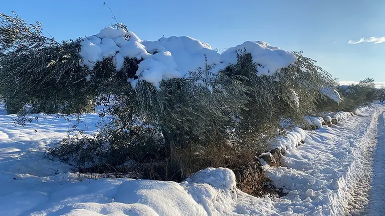 Les oliveres de les Garrigues, cobertes de neu pel Filomena