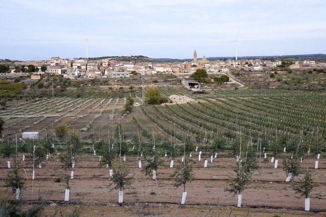 Cooperatives camp sòl agrari agricultura cultius parc eòlic energies renovables - Imatge: Federació de Cooperatives de Catalunya (FCAC)