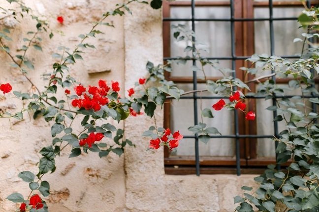 flors rural finestra camp - pexels