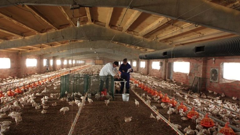 Imatge d'una granja avícola. (Horitzontal) - Foto: ETSEA-UdL