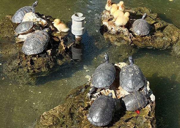 Els exemplars de tortugues de Florida a la bassa del Palau d'Anglesola @AjPalau
