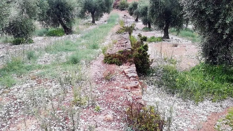 Cedida per Asaja Lleida
Pla obert d'una finca d'olivera de Bovera, a les Garrigues, amb la pedra caiguda al terra, el 31 de juliol del 2021. (Horitzontal)
Foto en Alta