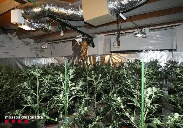 Plantes intervengudes en un domicili de Fonolleres @Mossos