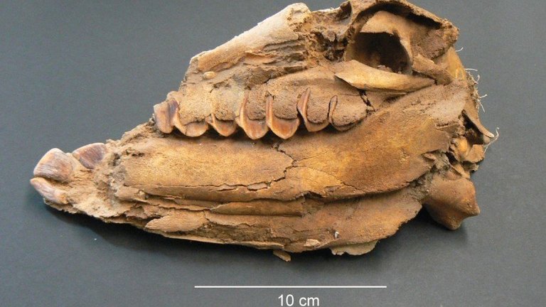 Cedida a l'ACN per A. Nieto Espinet (GIP-UdL)
Detall d'un crani d’un dels fetus de cavall analitzat a l’estudi, procedent de la fortalesa de Vilars d'Arbeca. (Horitzontal)