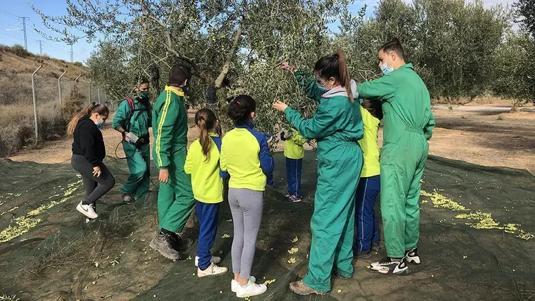 La quitxalla collint olives amb els alumnes de l'Escola Agrària ©AjBorges