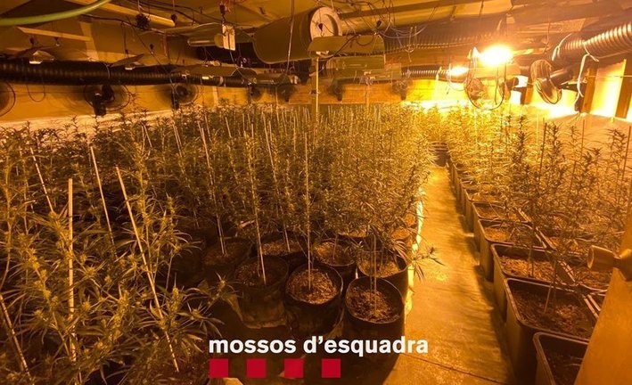 Marihuana localitzada en una nau industrial a Lleida ©Mossos