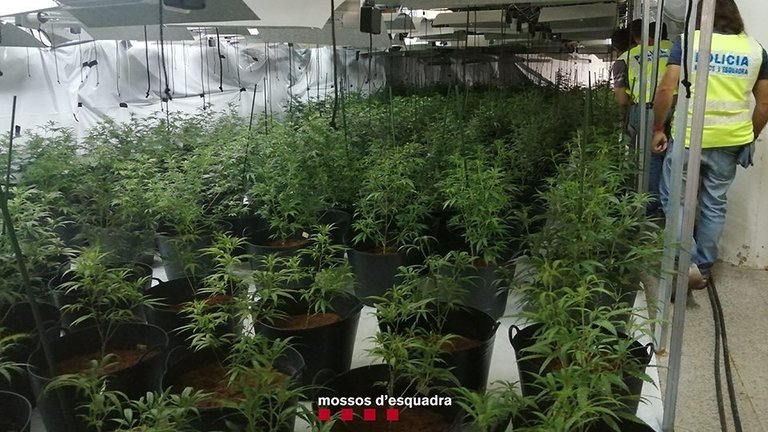Les plantes de marihuana incautades a Bellpuig ©Mossosd'Esquadra