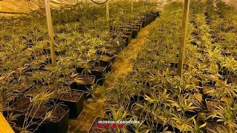 Desmantellen una plantació de marihuana en una nau de Gualda ©Mossos