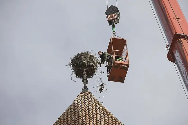 Els tècnics d'Agricultura actuen en el niu de cigonyes del campanar de Mollerussa.