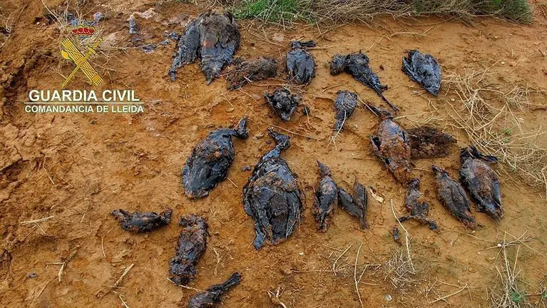 Les aus trobades mortes a la bassa de l'empresa