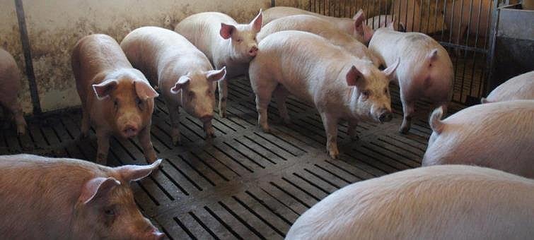 Granja de porcs a la demarcació de Lleida
