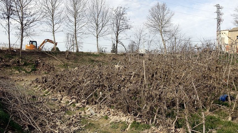 Una finca amb arbres fruiters afectats pels aiguats a Les Borges Blanques